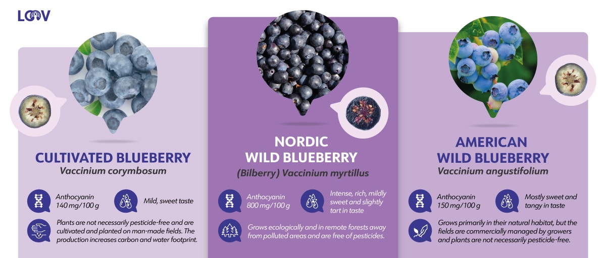 Nordic blueberries for Medical Medium heavy metal detox smoothie recipe