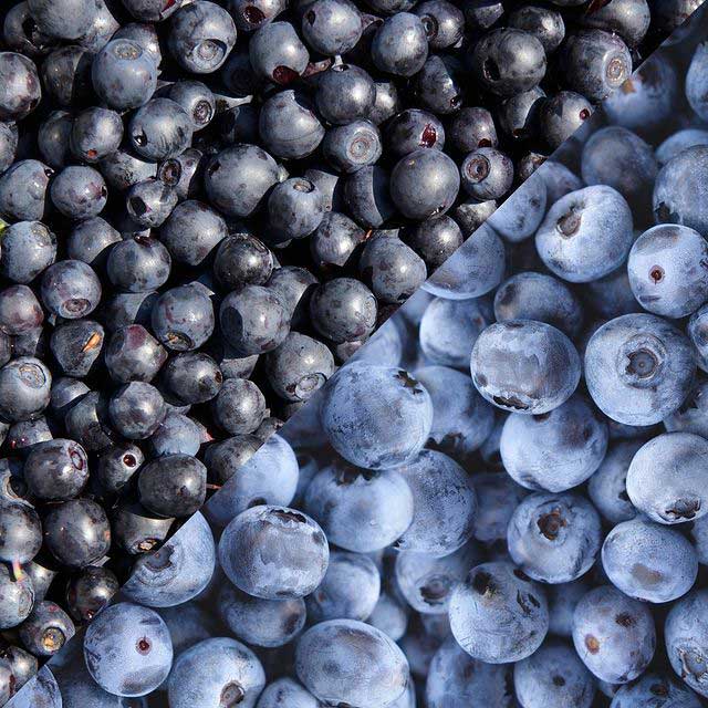 Maine’s blueberries