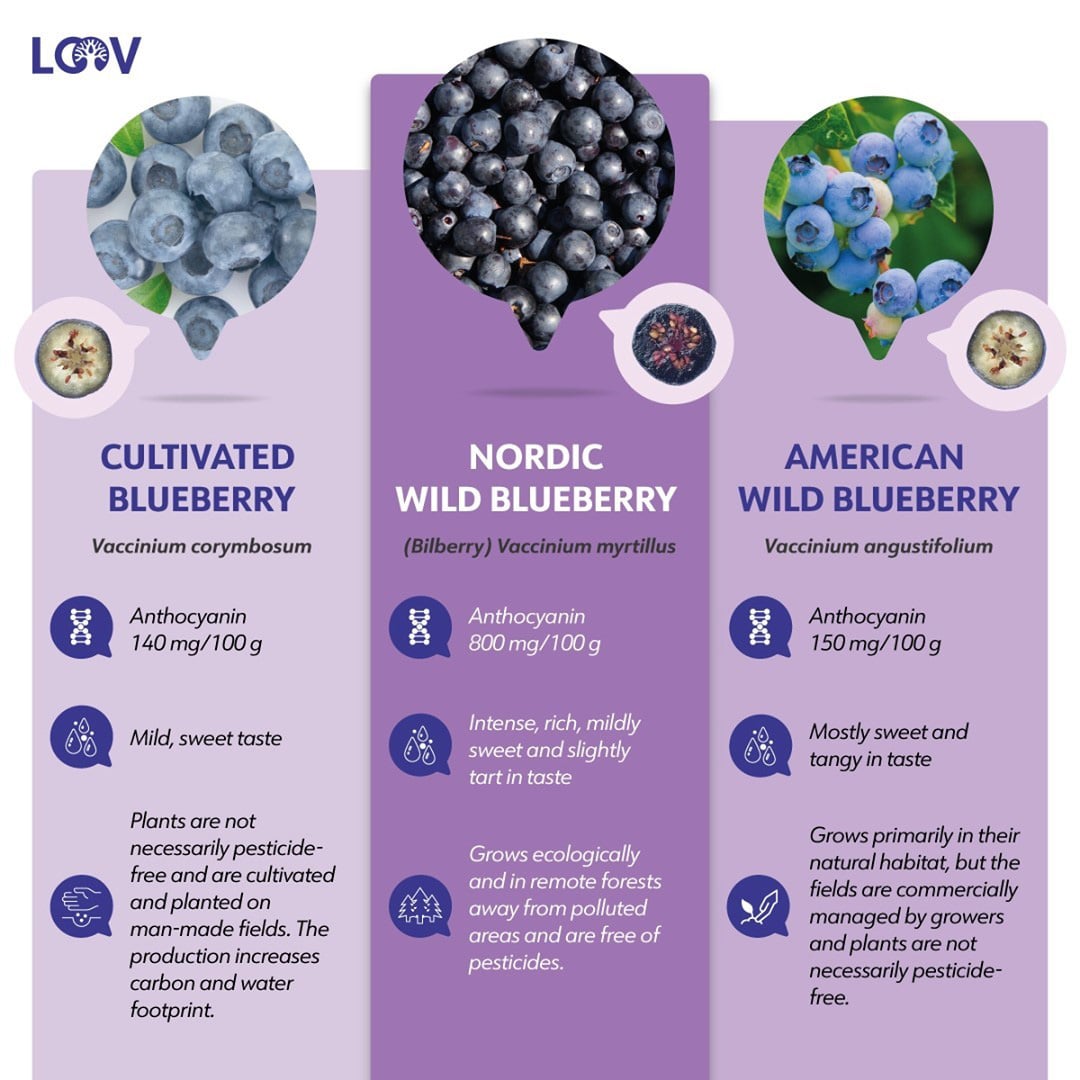 Notice the different shades of blue on each blueberry fruit variety