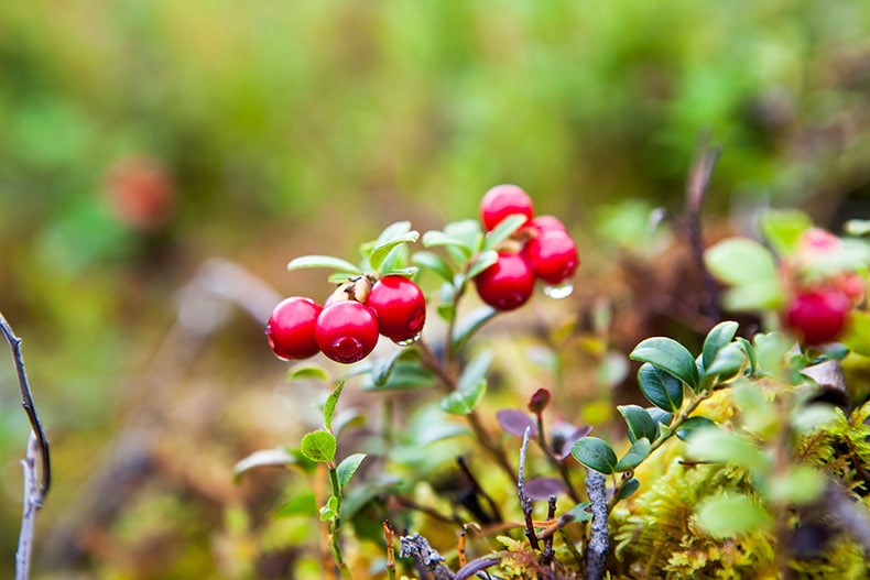 Wild lingonberry fruits, full of antioxidants, growing on its evergreen bush