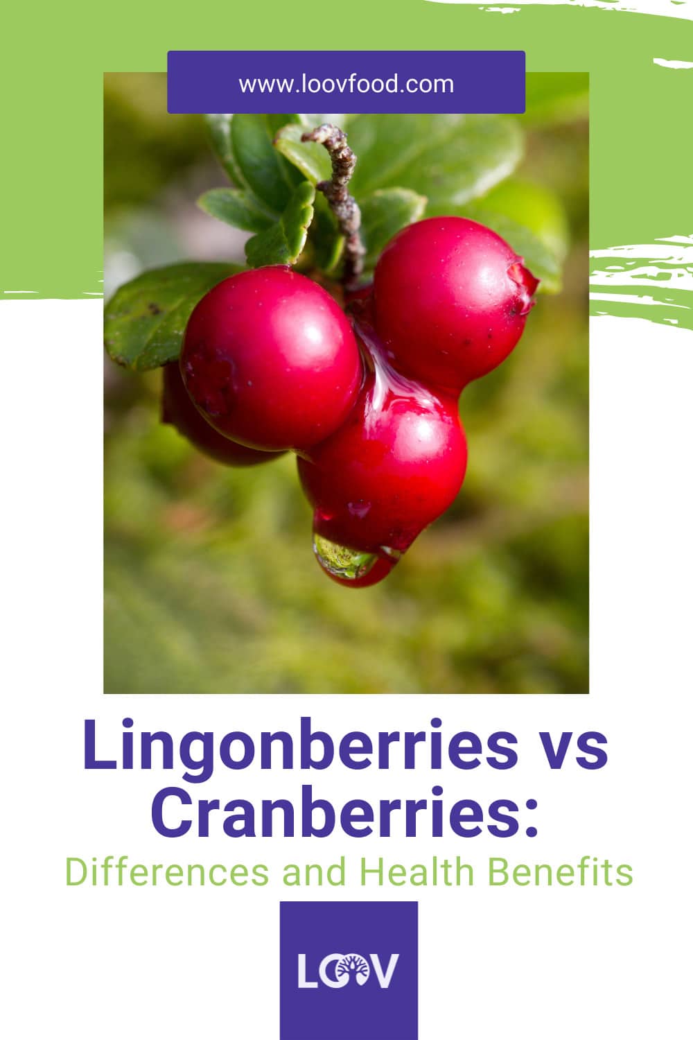 Pinterest pin lingonberries vs cranberries