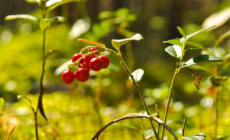 Wild Nordic lingonberries