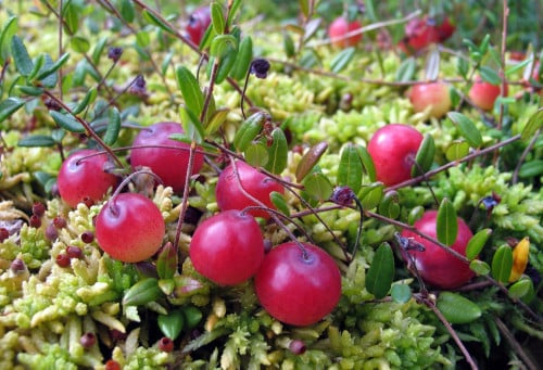 bush of wild cranberries