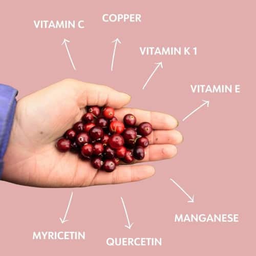 wild cranberries are packed full of nutrients