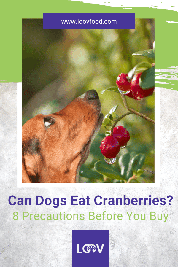 can dogs eat cranberries precautions Pinterest promo