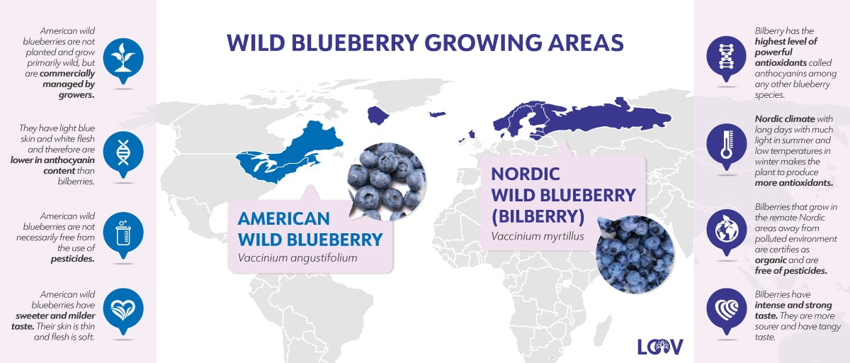Everything You Need to Know about Blueberries