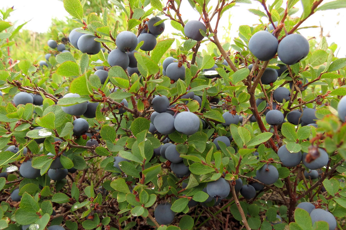 5 Wild Blueberry Facts You Were Not Expecting Today