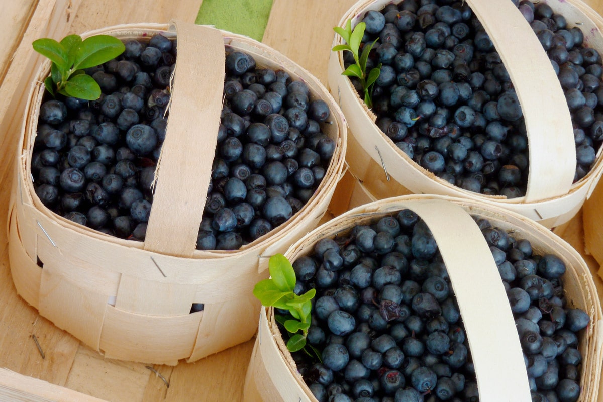 Carbs in Blueberries Wild Blueberries Guiltfree or Indulgent?