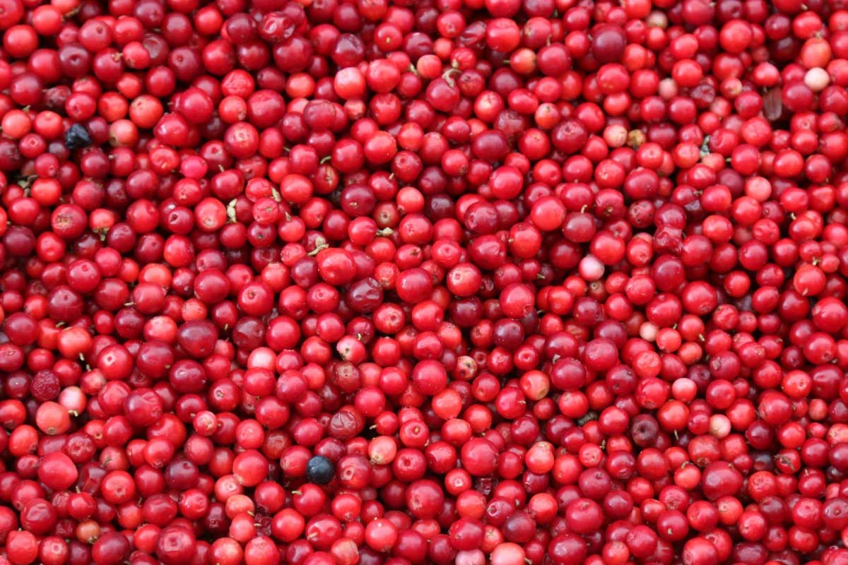Lingonberries vs Cranberries Differences and Health Benefits