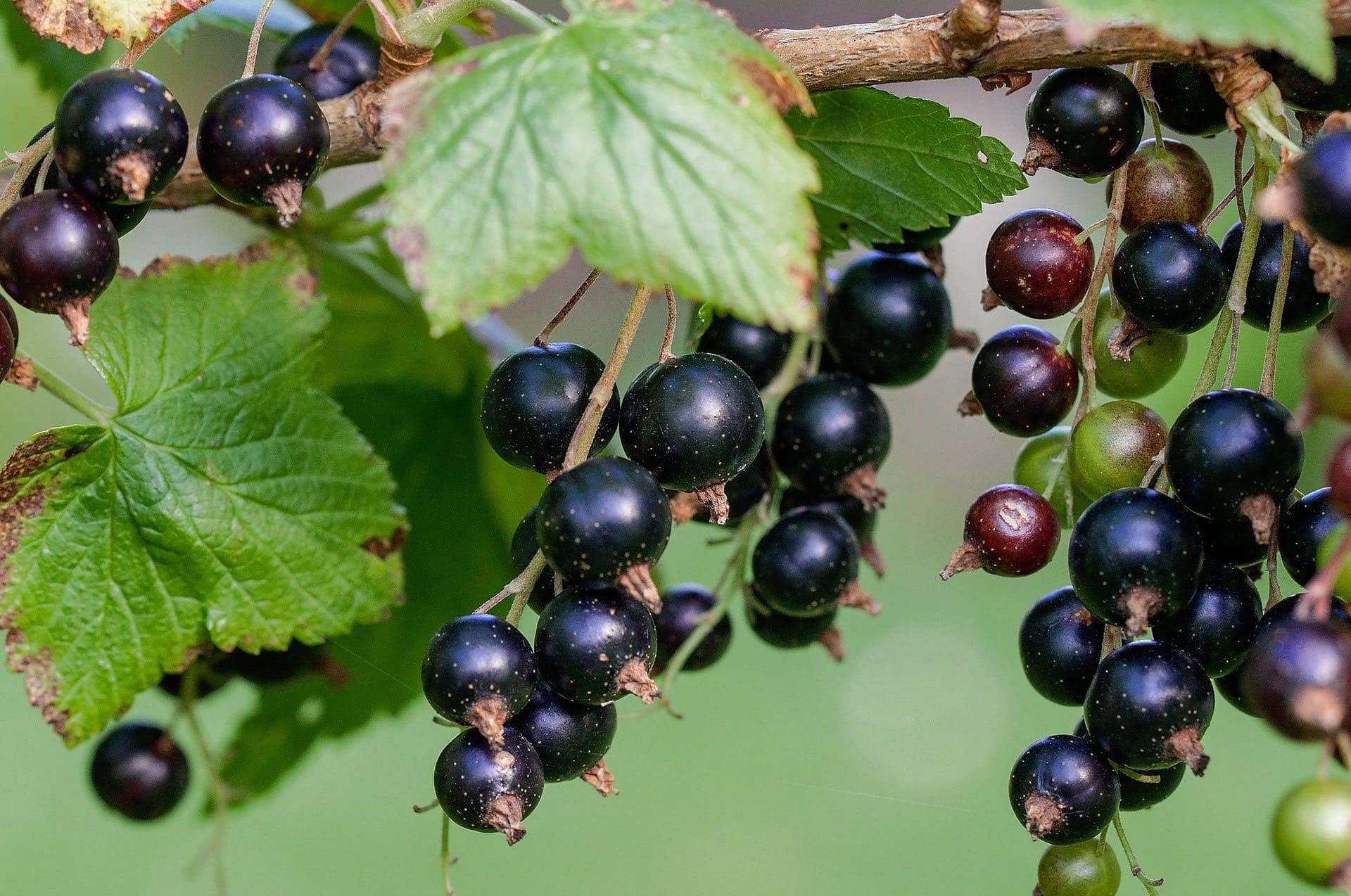 Black Currant Fruit Black Currant Fruit