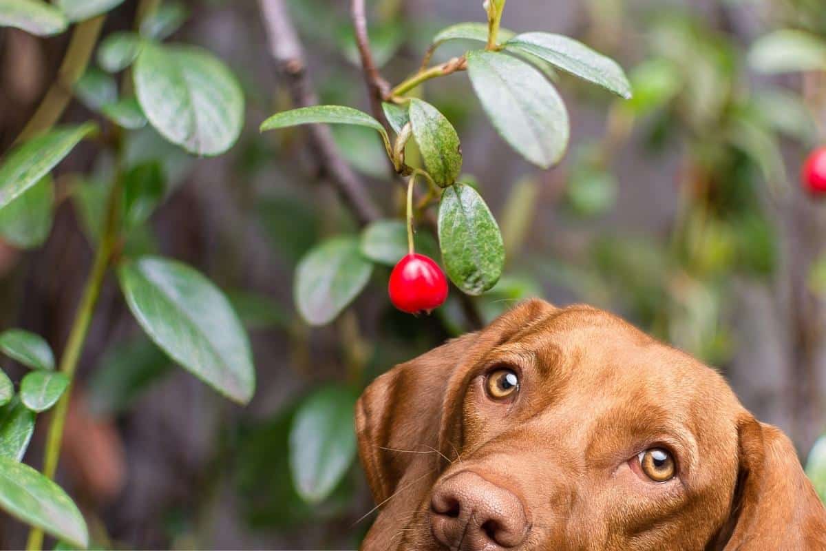 Is it safe for hotsell dogs to eat cranberries