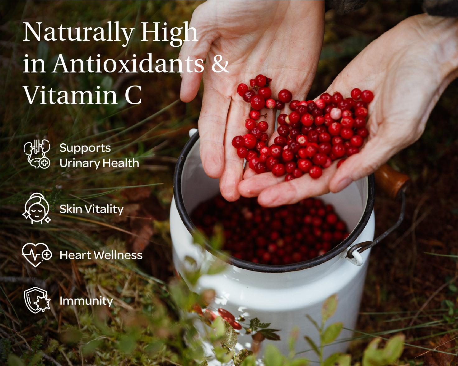 “Two stand-up pouches side by side forming LOOV’s Whole Wild Berry Bundle — the left pouch is labeled ‘Organic Wild Blueberries, whole berries’ with blue accents and an image of blueberries; the right pouch is labeled ‘Organic Wild Lingonberries, whole berries’ with red accents and an image of lingonberries.”