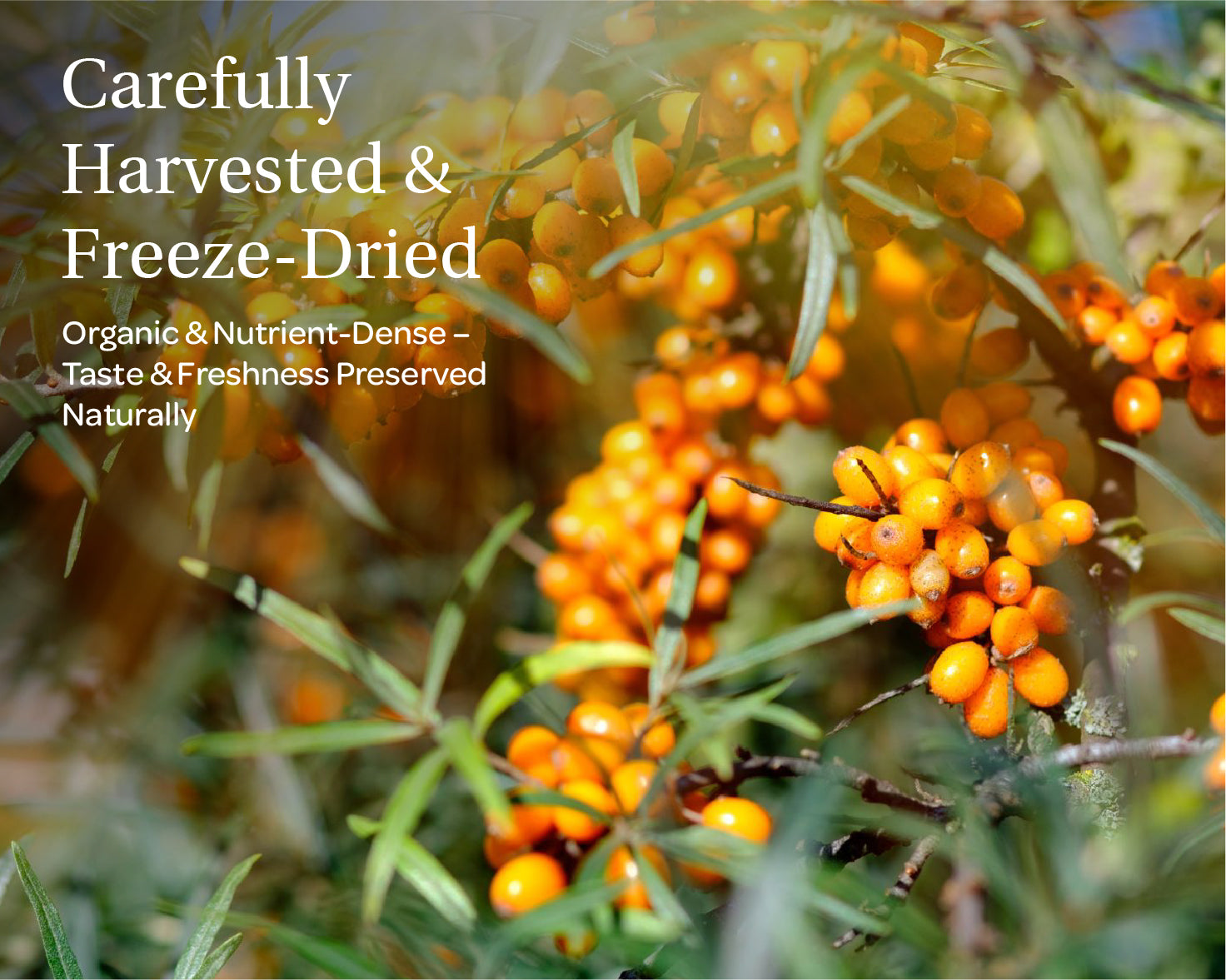 “A stand-up pouch of LOOV Organic Sea Buckthorn Powder, air-dried. The packaging shows images of bright orange sea buckthorn berries and has a white and orange label with 'Organic Sea Buckthorn Powder' text, along with green organic certification seals. A small mound of the powder is shown in front of the pouch.”