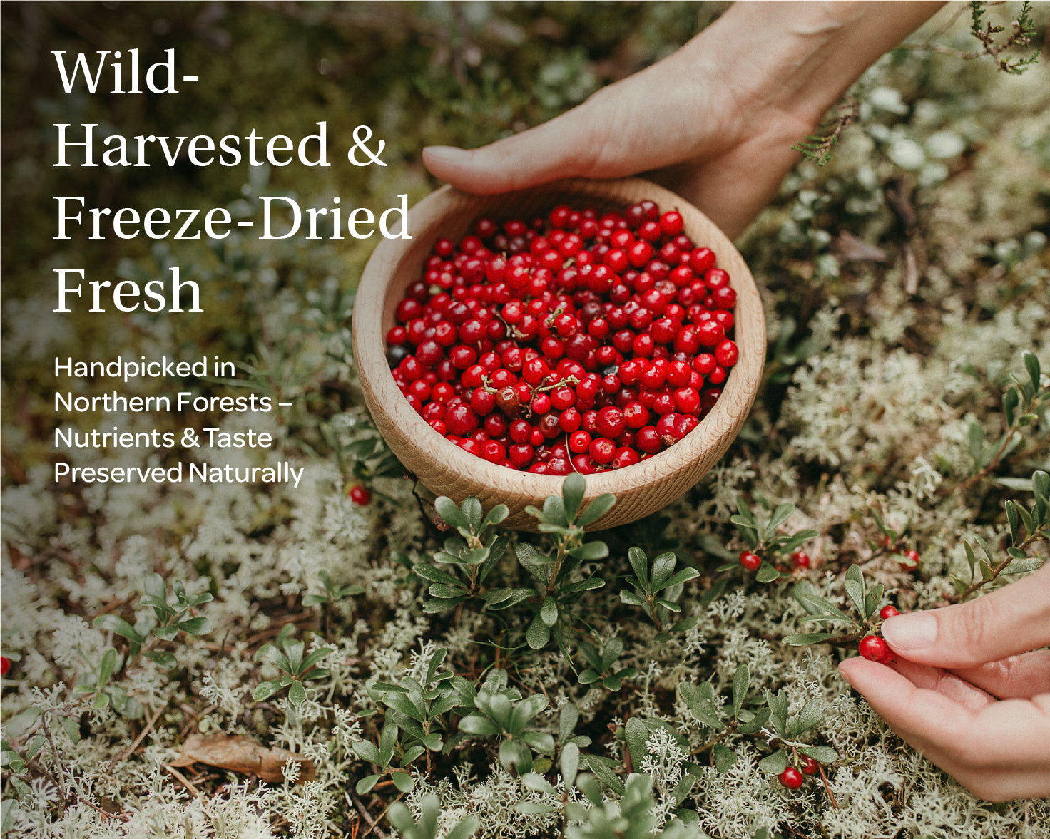 Two stand-up pouches side by side forming LOOV’s Whole Wild Berry Bundle — the left pouch is labeled ‘Organic Wild Blueberries, whole berries’ with blue accents and an image of blueberries; the right pouch is labeled ‘Organic Wild Lingonberries, whole berries’ with red accents and an image of lingonberries.