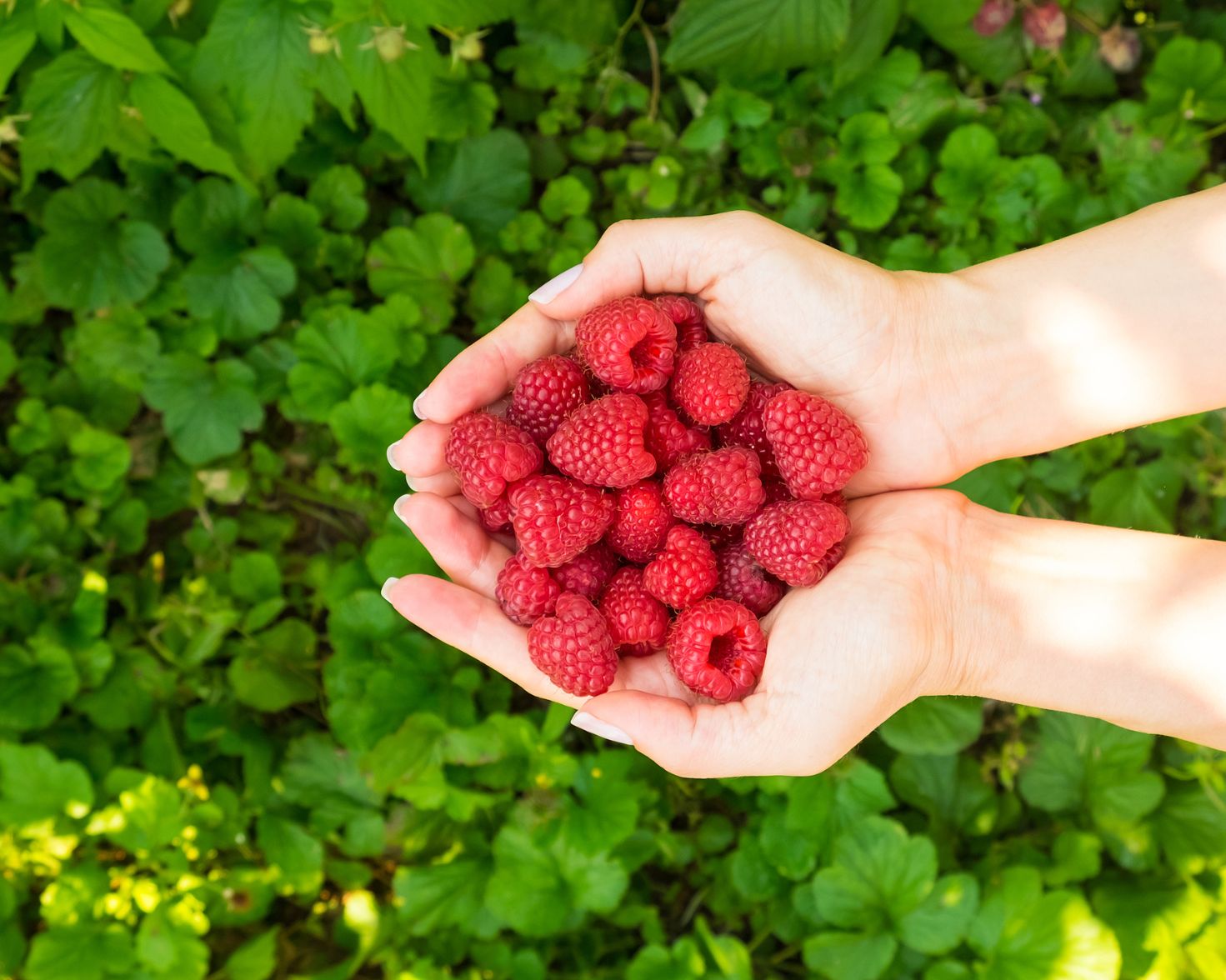 Freeze Dried Raspberries │ Berry Powder │ LOOV Organic
