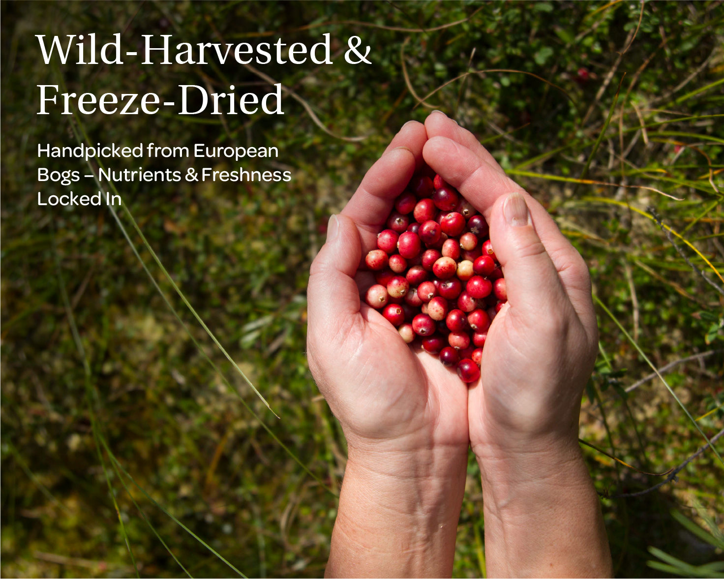 “A stand-up pouch of LOOV Freeze-Dried Organic Wild Cranberry Powder, with white and deep red packaging showing fresh cranberries on the front. A small mound of vibrant red powder sits in front of the bag.”