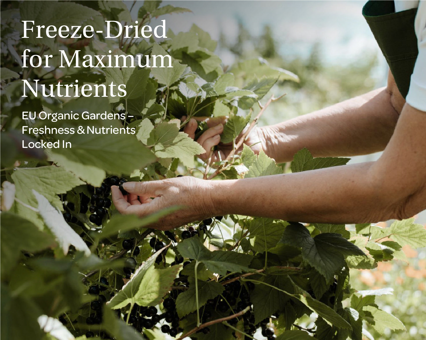 “A stand-up pouch of LOOV Freeze-Dried Organic Blackcurrant Powder in white and purple packaging. The front shows ripe blackcurrant imagery along with a green organic certification seal. Next to the pouch is a small heap of deep purple powder.”