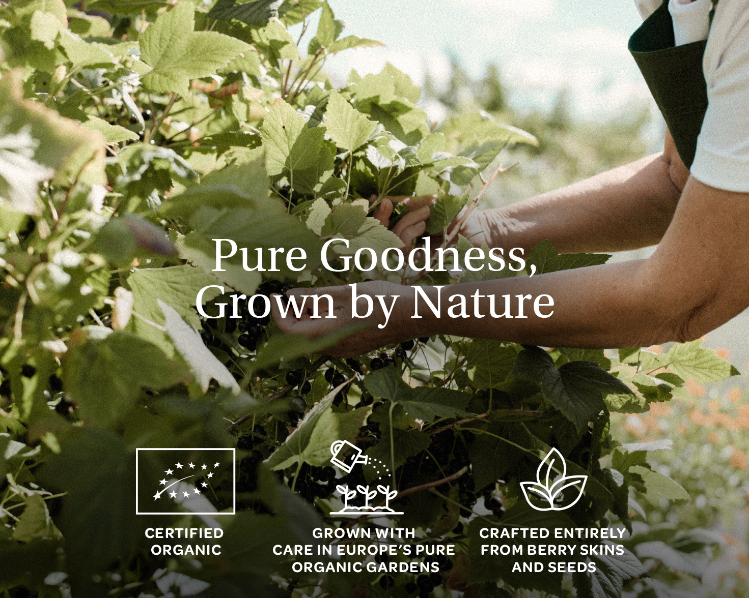 Person gently tending to lush green plants under sunlight. Text reads 
