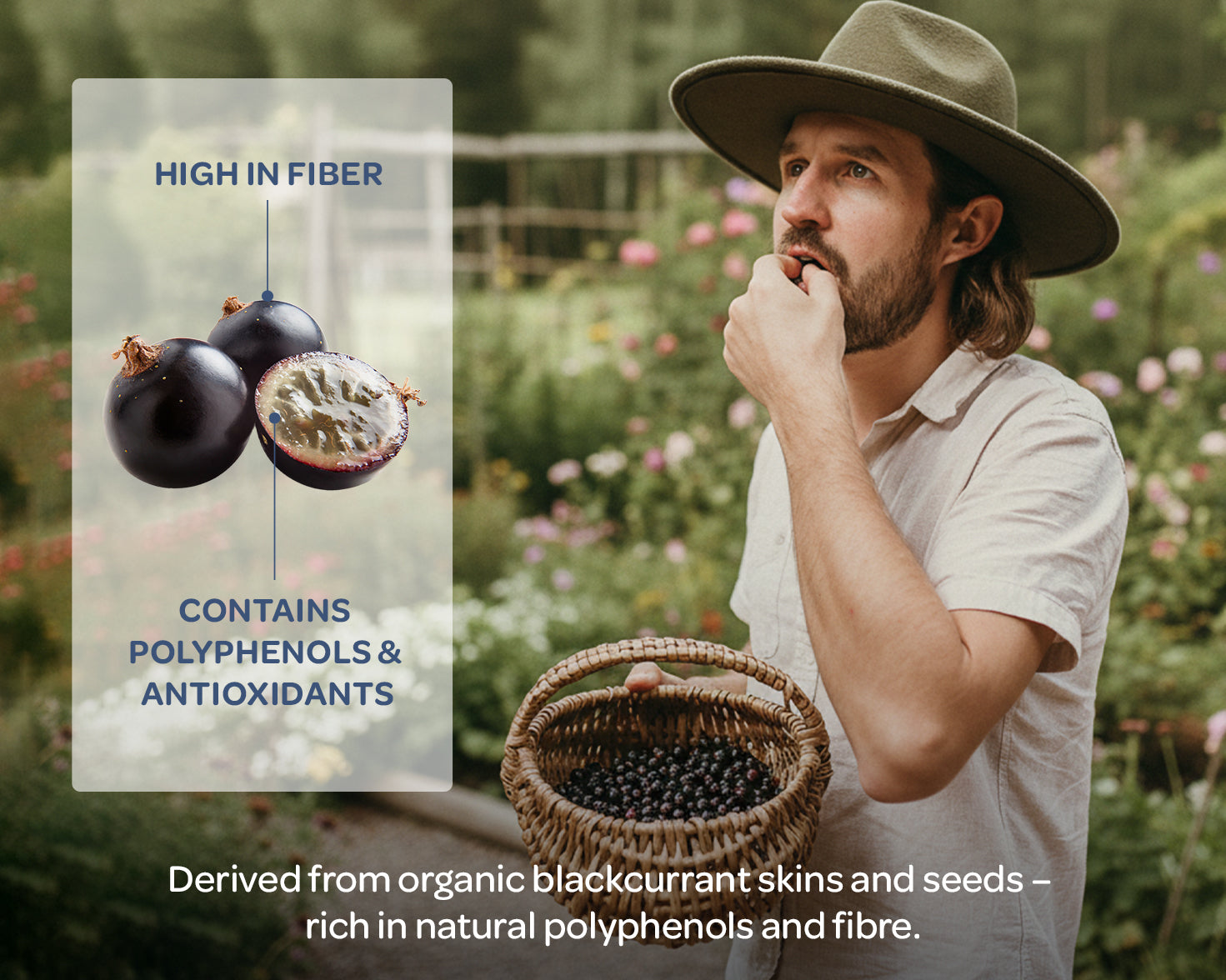 A person in a hat eats a berry while holding a basket of blackcurrants in a garden. Overlay text highlights the fruit's fiber, polyphenols, and antioxidants.